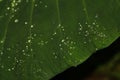 Some kind of wild big leaf has droplete of rain water everywhere. Thick leaf is so wide that can collect decent volume