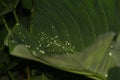 Some kind of wild big leaf has droplete of rain water everywhere. Thick leaf is so wide that can collect decent volume