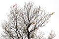 Some kites on a bald tree Royalty Free Stock Photo
