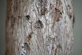 some knots and bark of an old cypress trunk with some resin drops