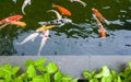 Some koi fishes in the pond with green plants on the edge, high angle view Royalty Free Stock Photo