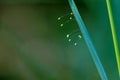 lacewing fly eggs Royalty Free Stock Photo