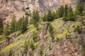Some larches on impervious mountain wall Royalty Free Stock Photo