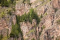 Some larches on impervious mountain wall Royalty Free Stock Photo