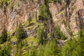 Some larches on impervious mountain wall Royalty Free Stock Photo