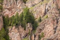 Some larches on impervious mountain wall Royalty Free Stock Photo