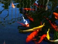 Colored carp swimming. Royalty Free Stock Photo