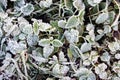 Some leaves covered by snow and ice on a winter day. Hoar frosted grass, weeds