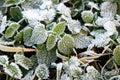 Some leaves covered by snow and ice on a winter day. Hoar frosted grass, weeds