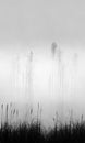 Some leaves of grass in a mystic landscape, fog and mist. Generative AI Royalty Free Stock Photo