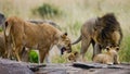 Some lions lie on a big rock. Kenya. Tanzania. Maasai Mara. Serengeti.