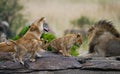 Some lions lie on a big rock. Kenya. Tanzania. Maasai Mara. Serengeti.