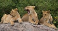 Some lions lie on a big rock. Kenya. Tanzania. Maasai Mara. Serengeti.