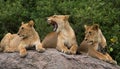 Some lions lie on a big rock. Kenya. Tanzania. Maasai Mara. Serengeti.