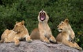 Some lions lie on a big rock. Kenya. Tanzania. Maasai Mara. Serengeti.