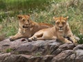 Some lions lie on a big rock. Kenya. Tanzania. Maasai Mara. Serengeti.