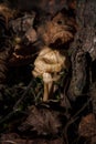 Some little beige Agaricales also known as gilled mushrooms for their distinctive gills or euagarics in autumn forest. vertical
