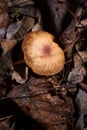 Some little beige Agaricales also known as gilled mushrooms for their distinctive gills or euagarics in autumn forest. vertical