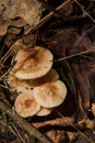 Some little beige Agaricales also known as gilled mushrooms for their distinctive gills or euagarics in autumn forest. vertical