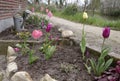 Tulips in a side garden