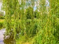 Long tree branches with green leaves hanging in front of a water lake landscape Royalty Free Stock Photo