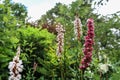 Some lupines in the garden