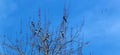 Some magpies are perched on bare branches in winter.
