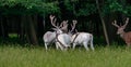 Some majestic white deers in the game reserve, forest in the bacgroung