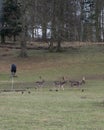 Some male deers close to the border of a forest in southern Sweden