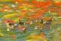 Mallard birdlings Royalty Free Stock Photo