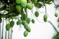 Some Mango growing on tree in areas district of Thakurgong, Bangladesh.