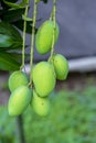 Some Mango growing on tree in areas district of Thakurgong, Bangladesh.