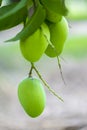 Some Mango growing on tree in areas district of Thakurgong, Bangladesh.