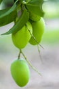 Some Mango growing on tree in areas district of Thakurgong, Bangladesh.