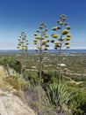 Some of the many Cactus Plants seen on the sides of the roads in Portugals mountains. Royalty Free Stock Photo