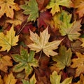 A bunch of Autumn Fall Maple Leaves Royalty Free Stock Photo