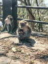 some monkeys planted zoos in indonesia city of Lampung