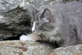 Some months old norwegian forest cat kitten climbing on stones in summer Royalty Free Stock Photo