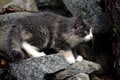 Some months old norwegian forest cat kitten climbing on stones in summer Royalty Free Stock Photo