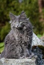 Some months old norwegian forest cat male kitten Royalty Free Stock Photo