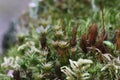 Green moss in a deep forest. Spring. Macro