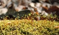 Some mosses on a tree