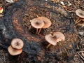 Some mushrooms can be seen growing from a tree that has been cut down.