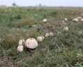 Some mushrooms on a field