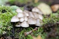 Some mushrooms on an old tree trunk between leaves and moss