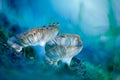 Three submerged mushrooms