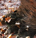 Some mushrooms on a tree