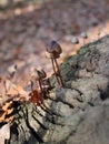 Some mushrooms on a tree