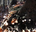 Some mushrooms on a tree