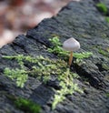 Some mushrooms on a tree